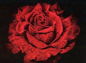 [Flores de colores] 2 de 2